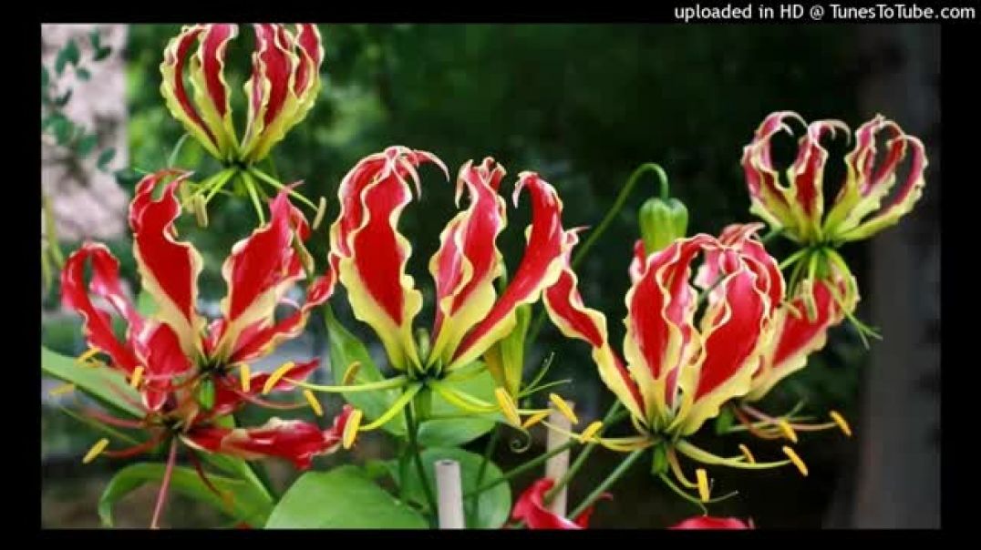 Vanakkamunnaa Vanakkamunnaa