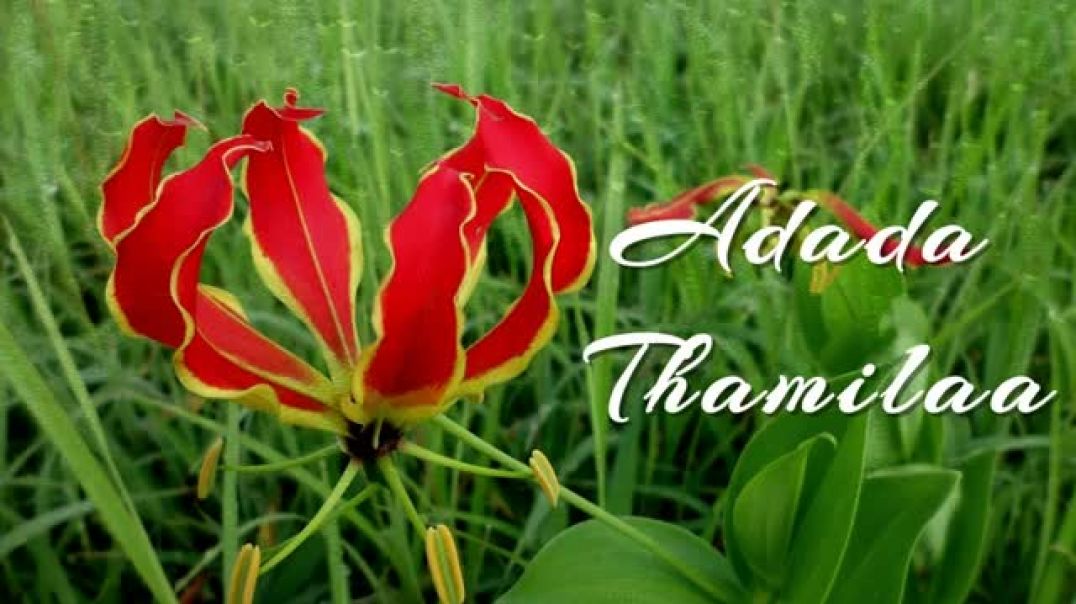 Tamil Eelam Song - Adada Thamilaa