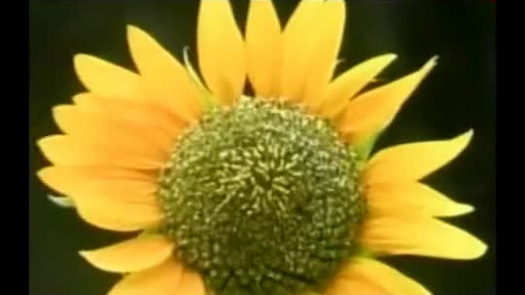 Aakayathai Noolaal - Eelam Songs