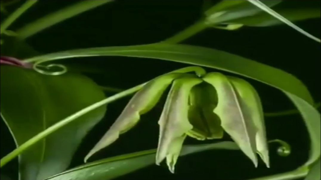 கார்த்திகைப் பூ மாவீரர் மாதம்