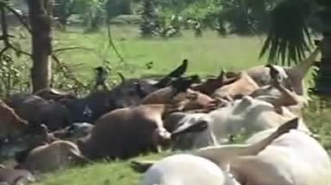 ltte cows killed by sri lankan army 1