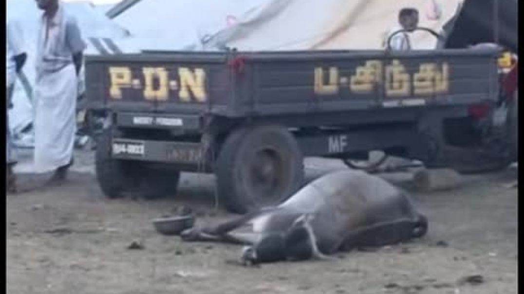 24-2-2009 ⁣| Tamil genocide | mullivaikkal | இனப்படுகொலை | முள்ளிவாய்க்கால்