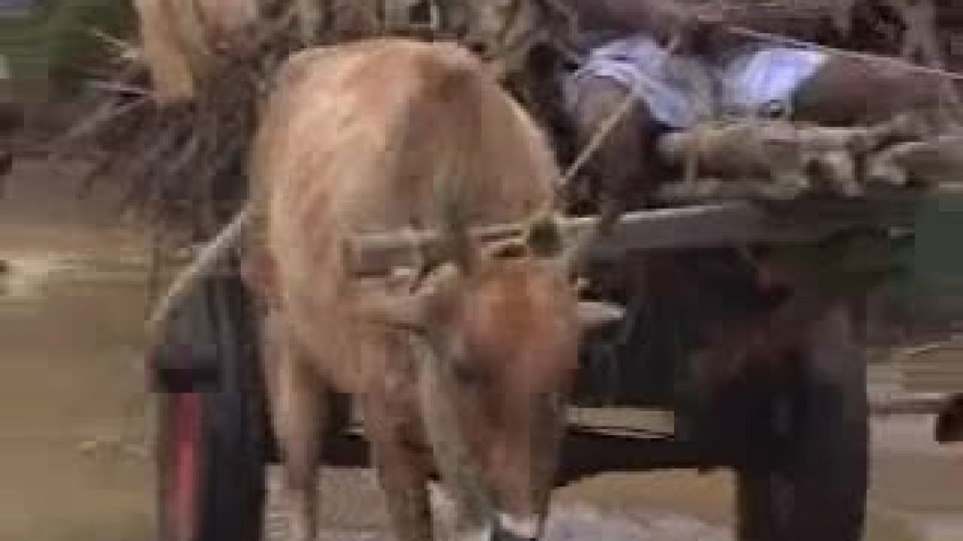 14-1-2009 Genocide in Sri Lanka - Tharmapuram - Kallaru Exodus  | Tamil Genocide